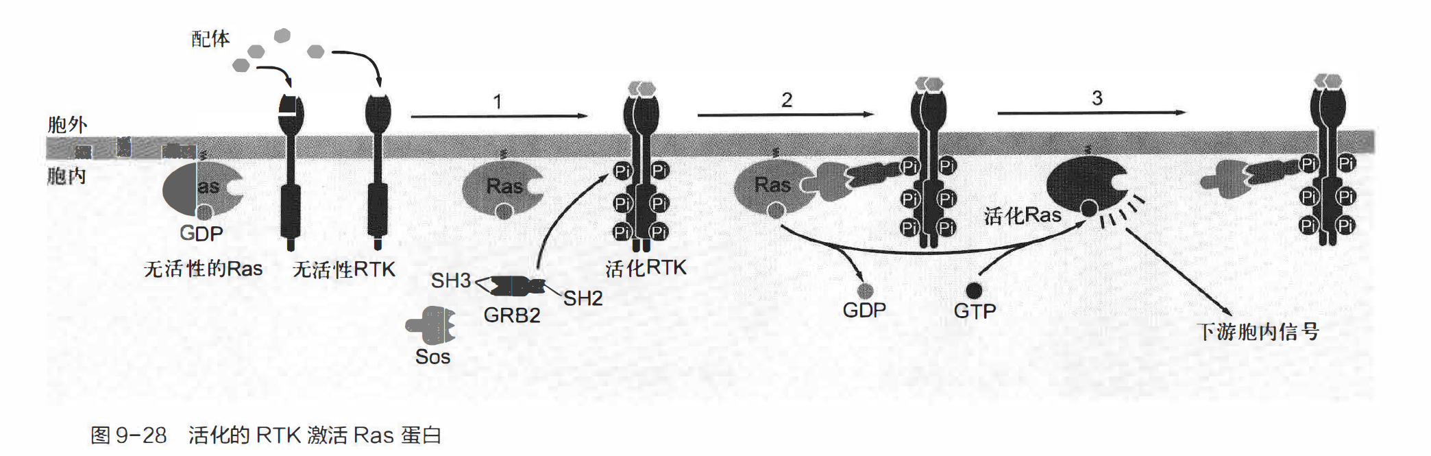 活化的RTK激活Ras蛋白 P178